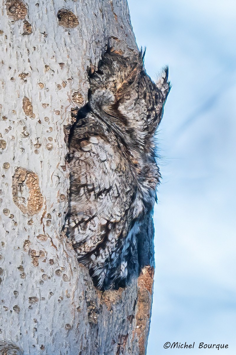 Eastern Screech-Owl - ML614840869