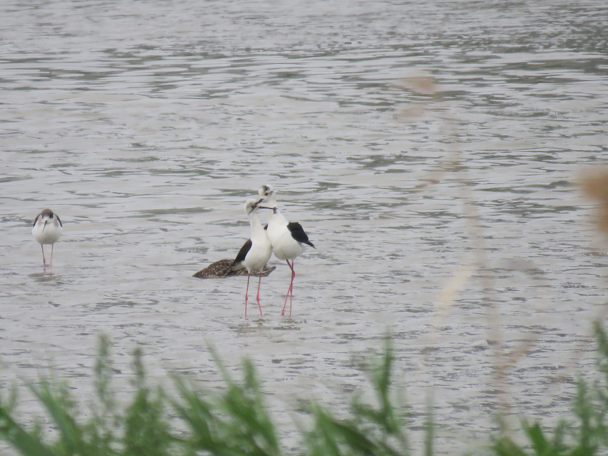Black-winged Stilt - Chang-Yong Liao