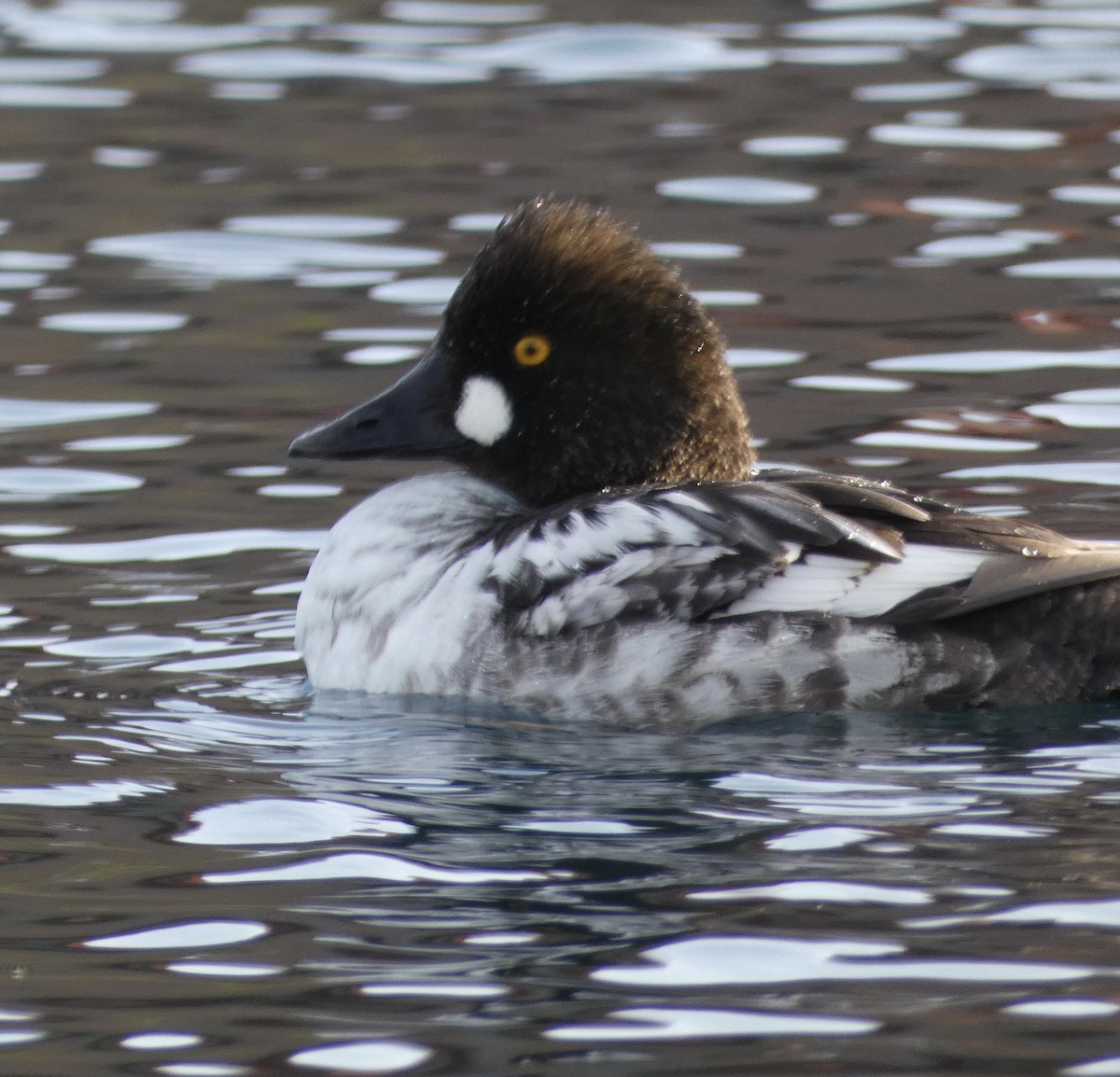 Common Goldeneye - ML614840897