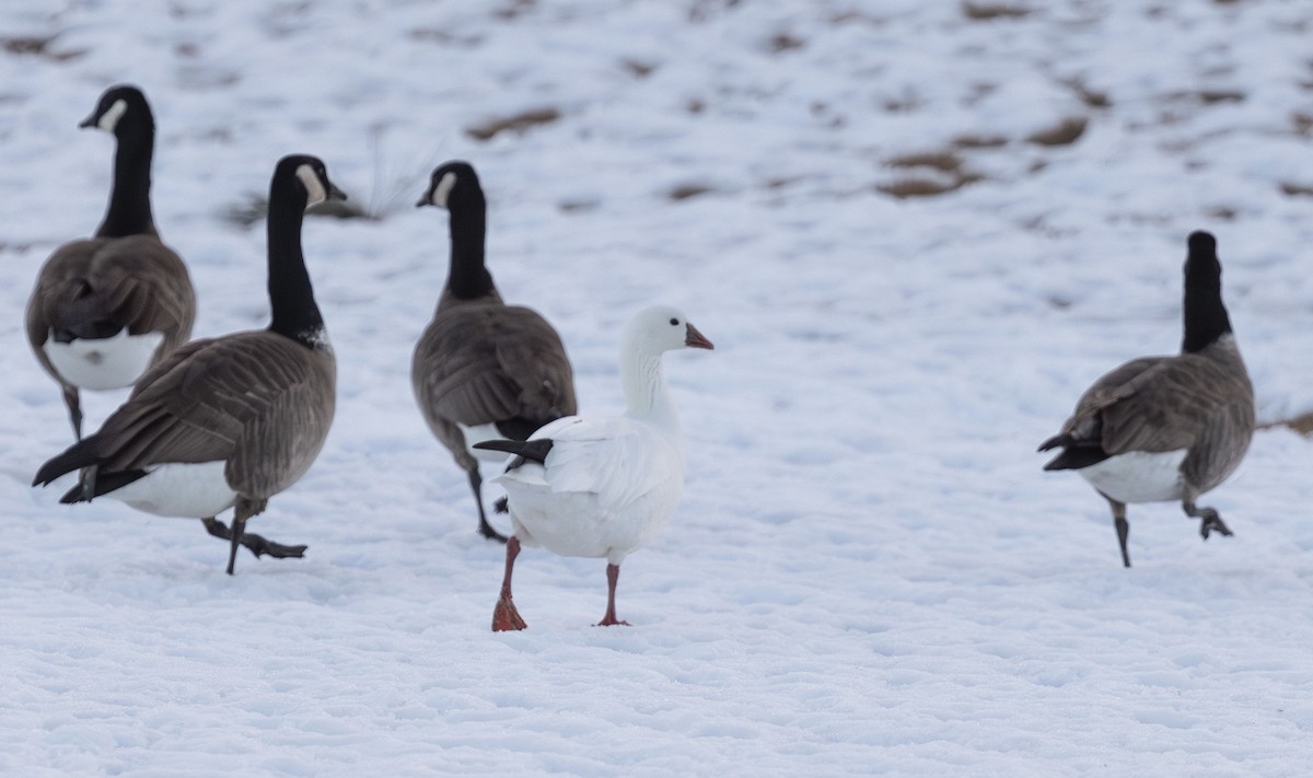 Ross's Goose - ML614840921