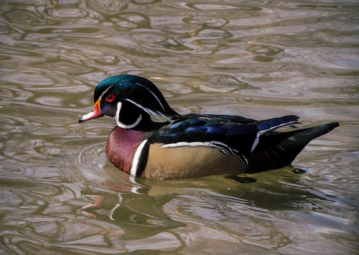 Wood Duck - ML614840958