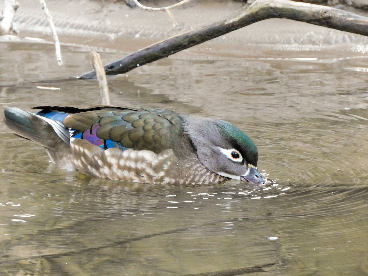 Wood Duck - ML614840959