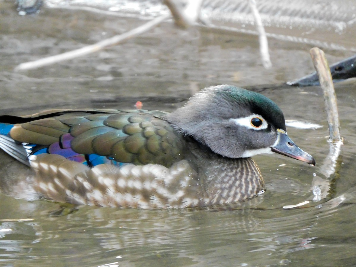 Wood Duck - ML614840960