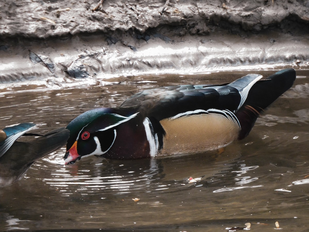 Wood Duck - ML614840961