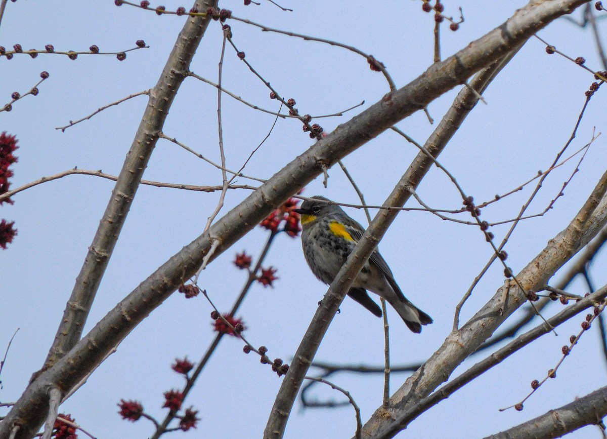 Yellow-rumped Warbler (Audubon's) - ML614840985