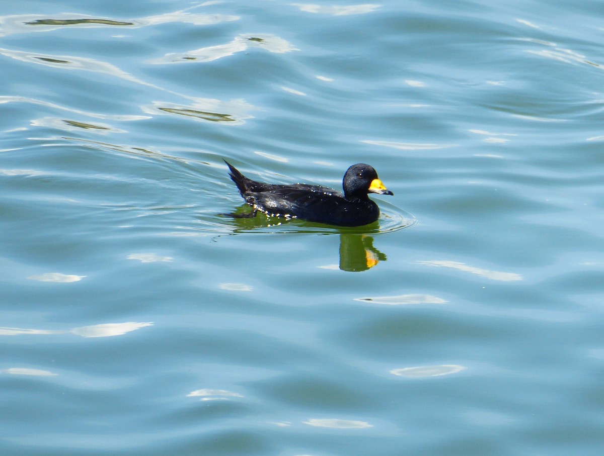 Black Scoter - ML614840987