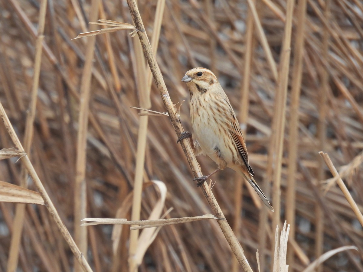 Reed Bunting - ML614840998