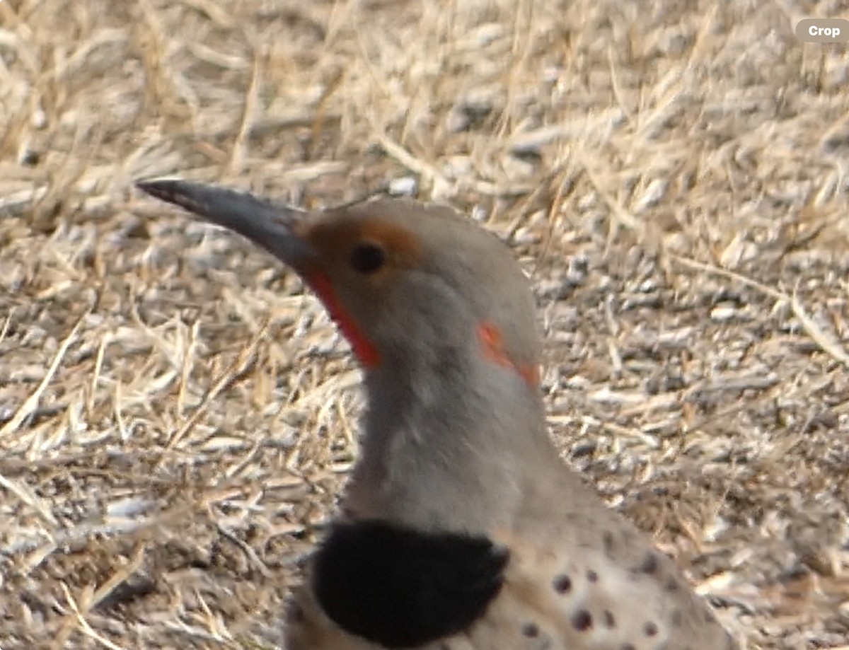 Northern Flicker (Yellow-shafted x Red-shafted) - ML614841017