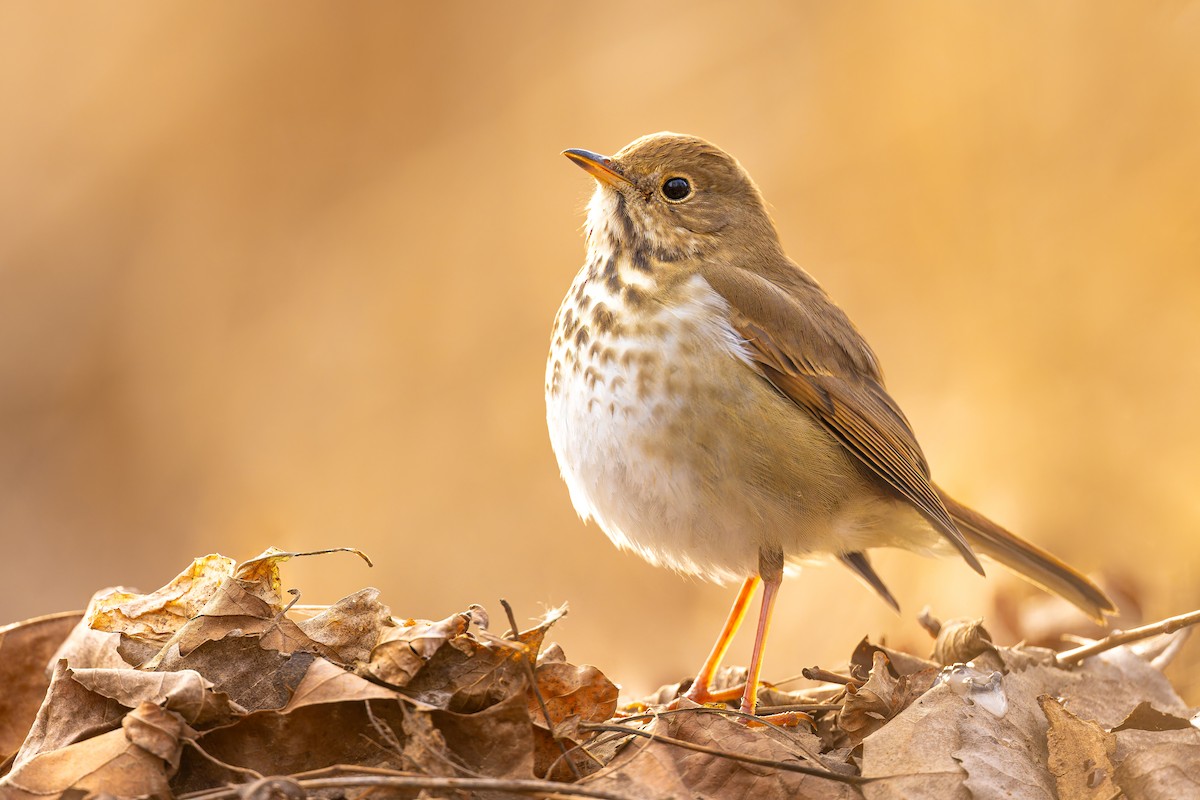 Hermit Thrush - ML614841090