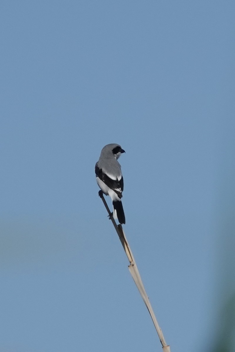 Loggerhead Shrike - Anonymous