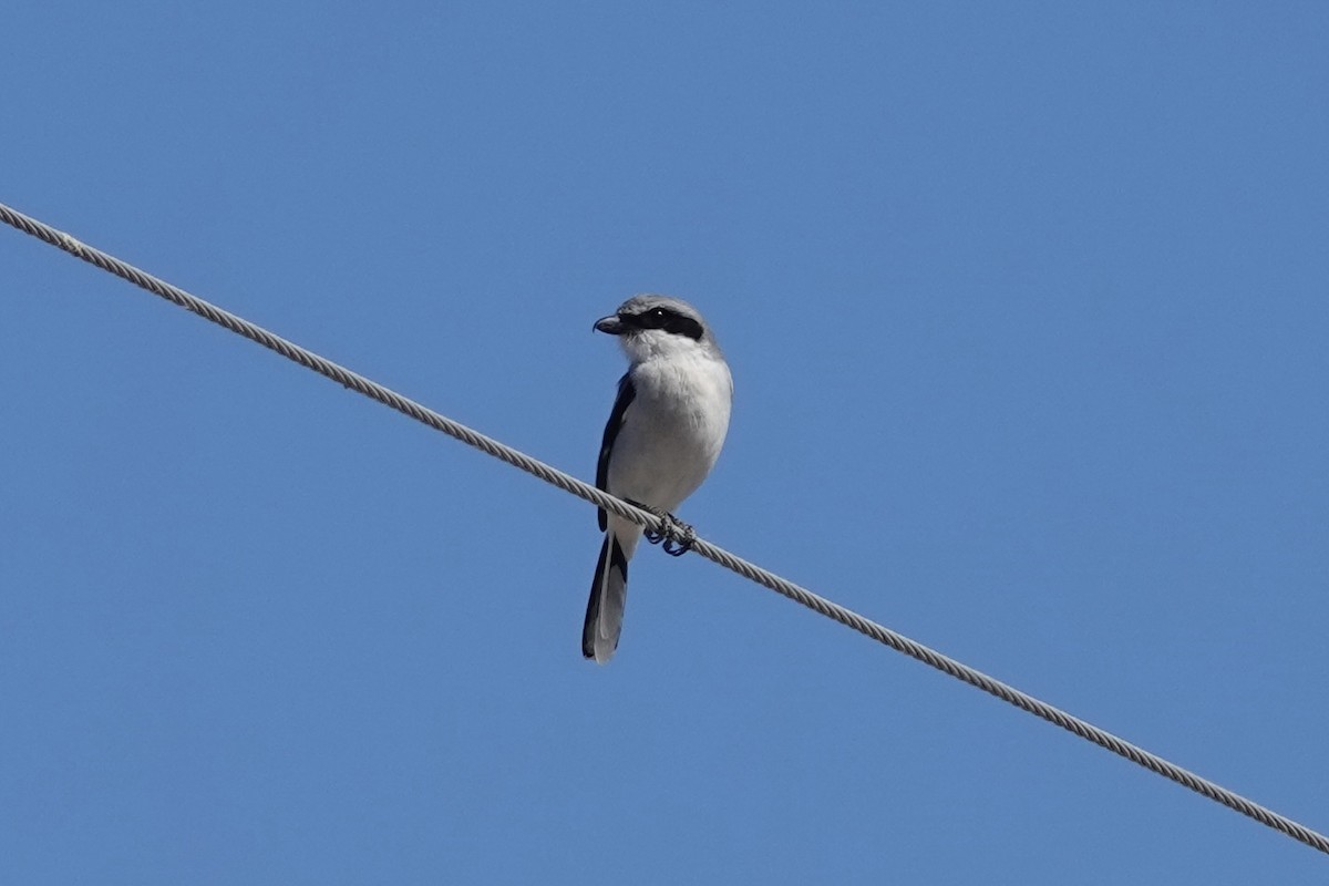 Loggerhead Shrike - ML614841100