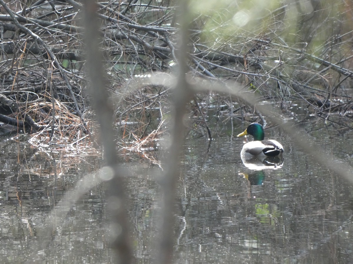 Canard colvert - ML614841107