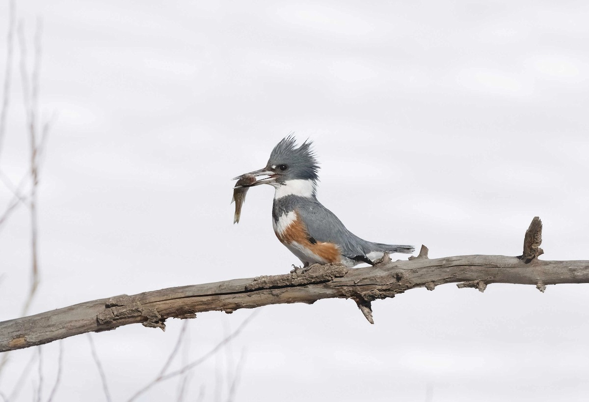 Belted Kingfisher - ML614841111