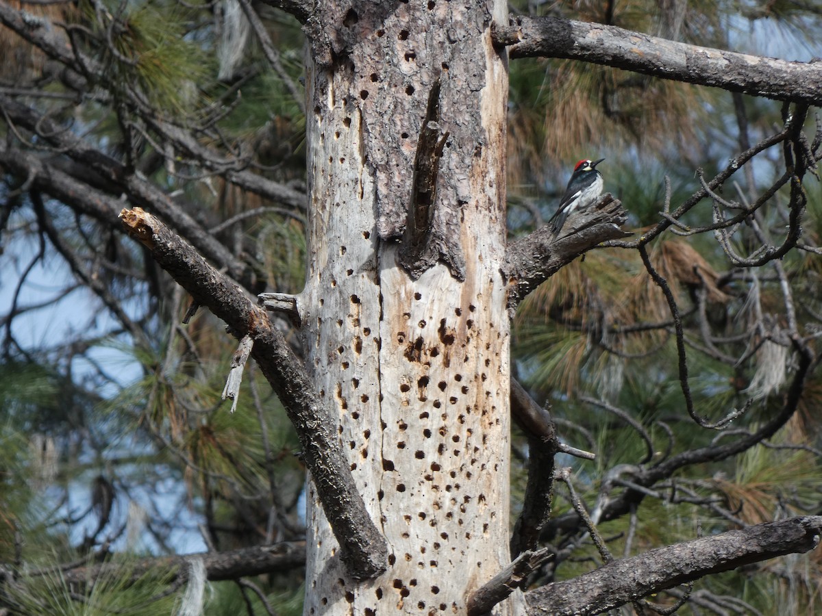 Acorn Woodpecker - ML614841114