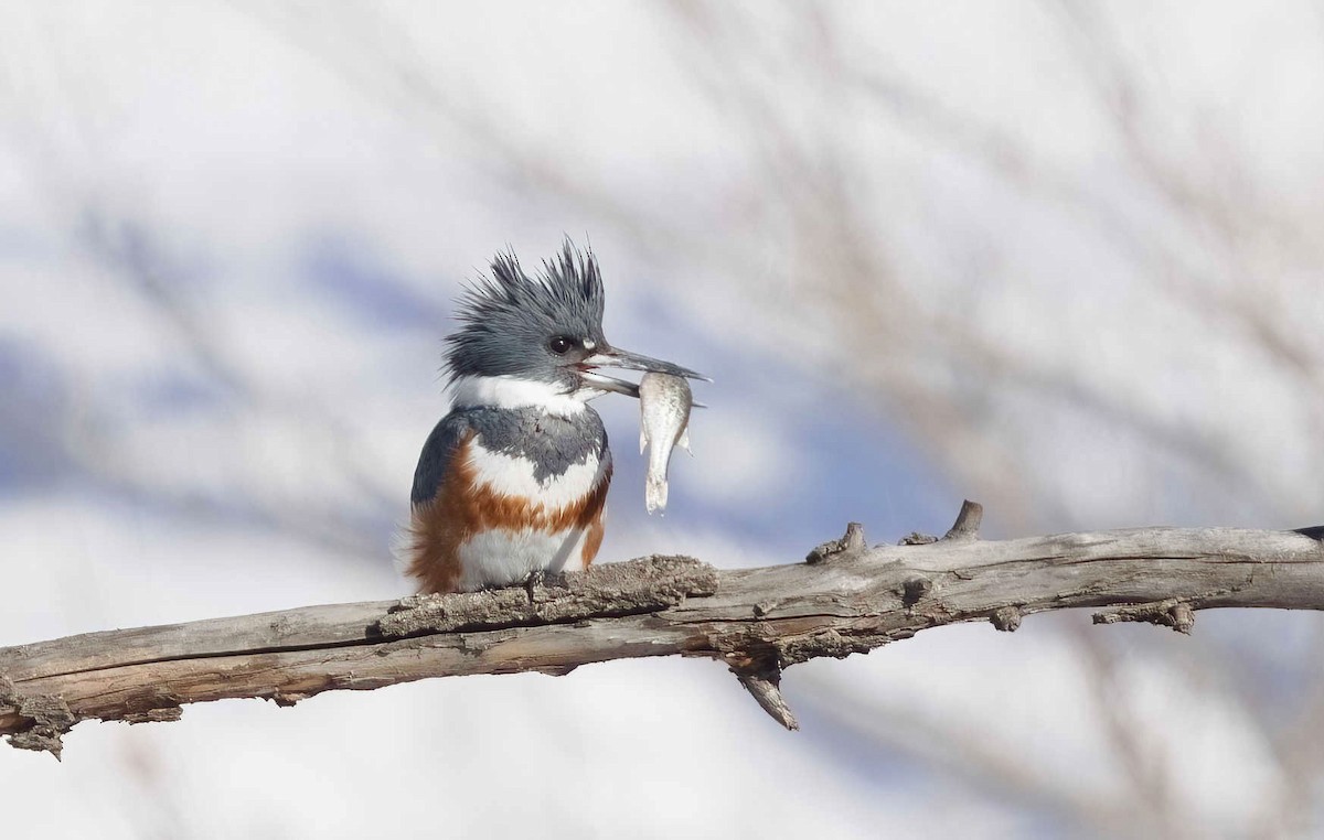Belted Kingfisher - ML614841129