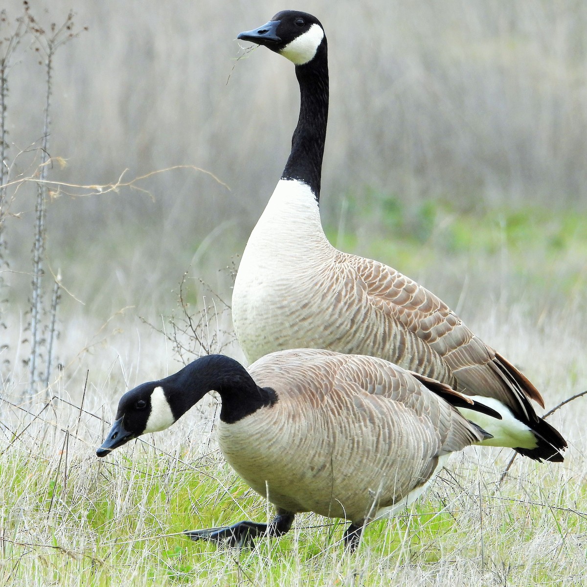 Canada Goose - Carol Ann Krug Graves