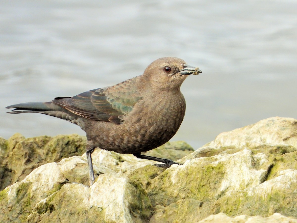 Brewer's Blackbird - Carol Ann Krug Graves