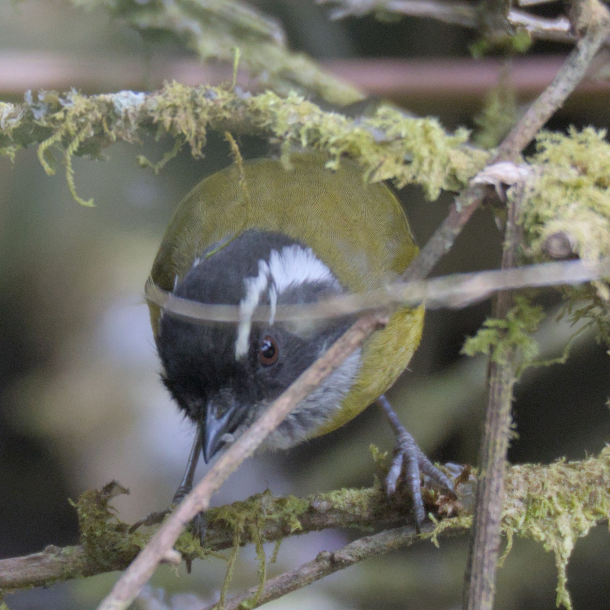 Sooty-capped Chlorospingus - ML614841210