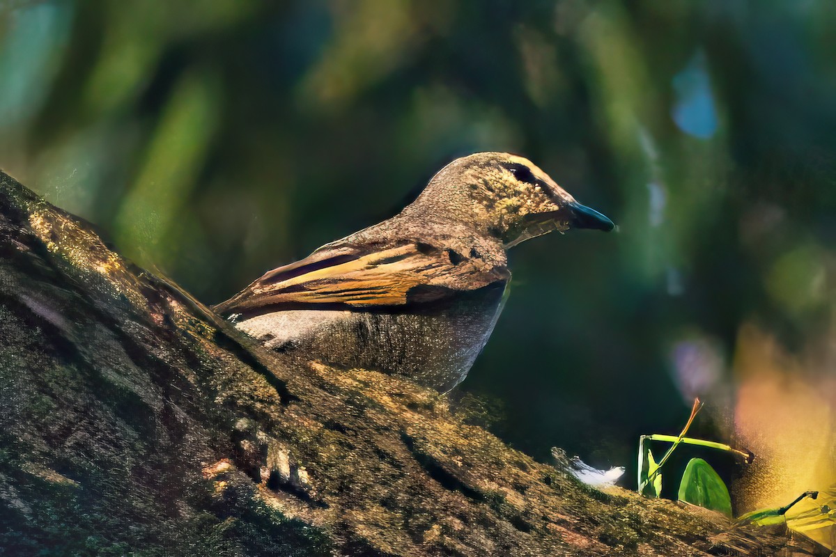 Common Cicadabird (Slender-billed) - ML614841289