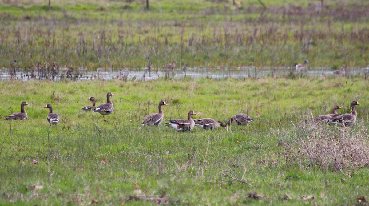 Greater White-fronted Goose - ML614841290