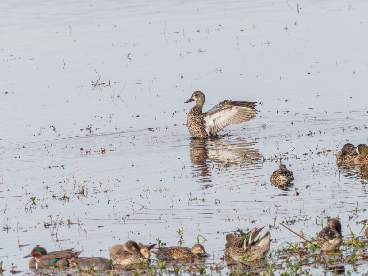 Blue-winged Teal - ML614841304