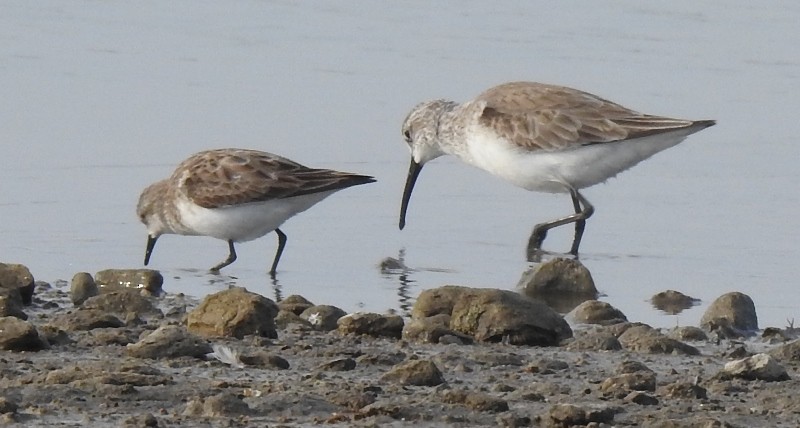 Curlew Sandpiper - shantilal  Varu