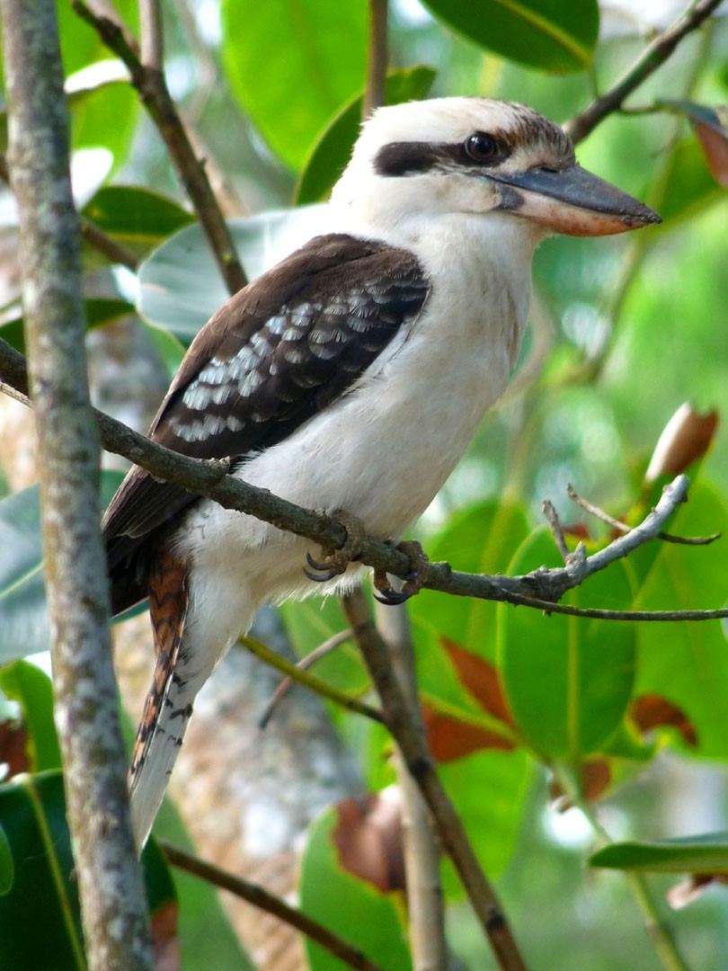 Laughing Kookaburra - Arden Anderson