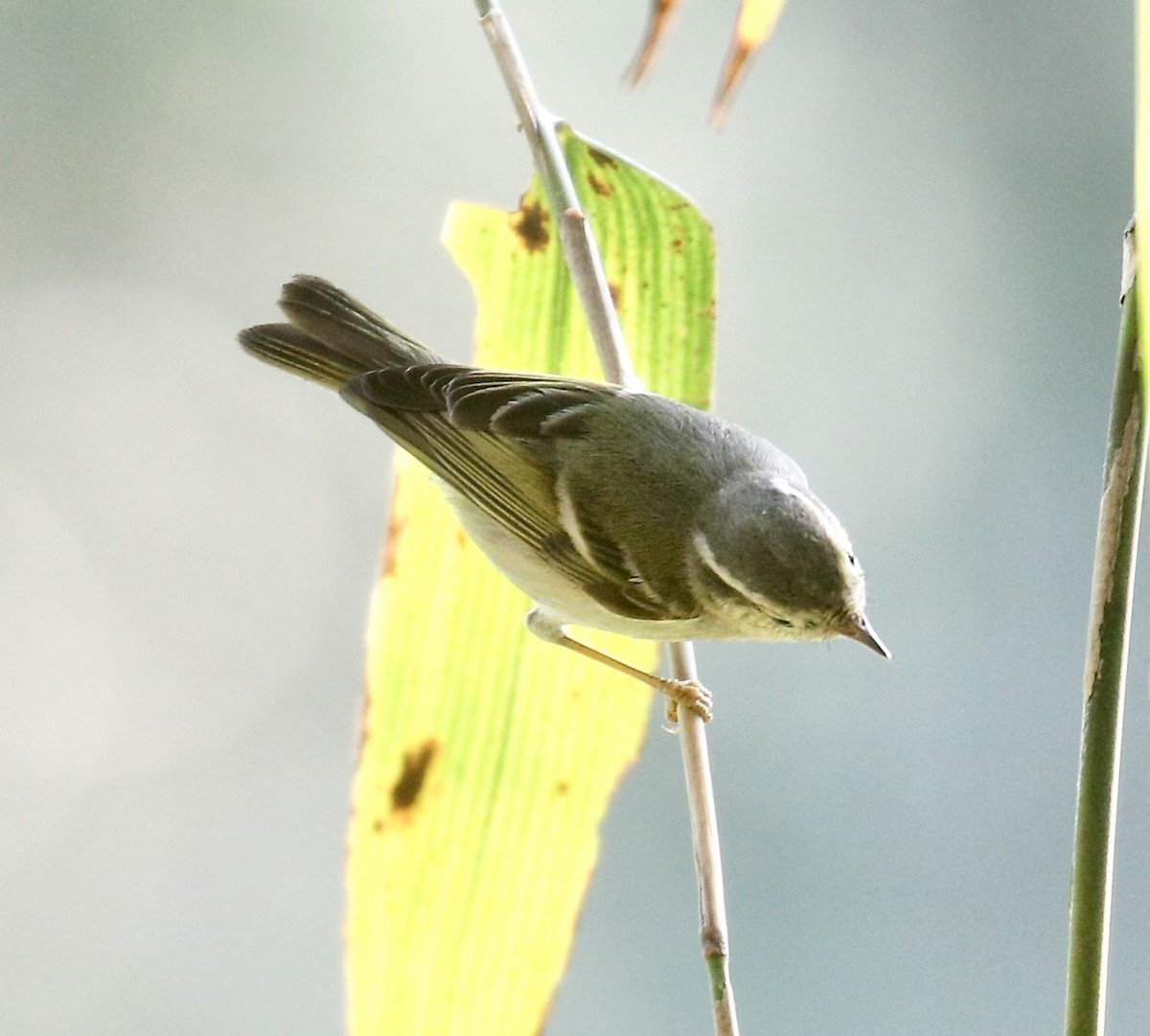 Yellow-browed Warbler - ML614841382