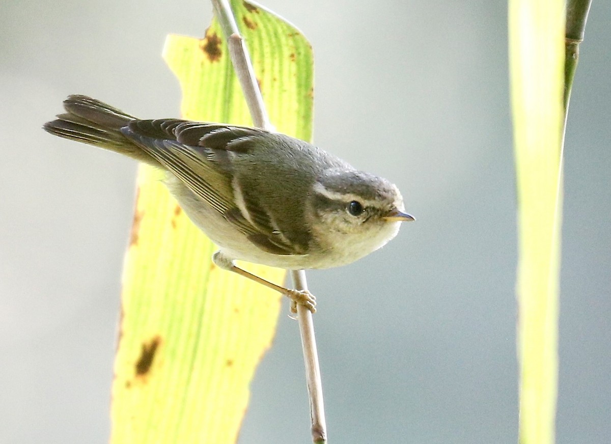 Yellow-browed Warbler - ML614841383