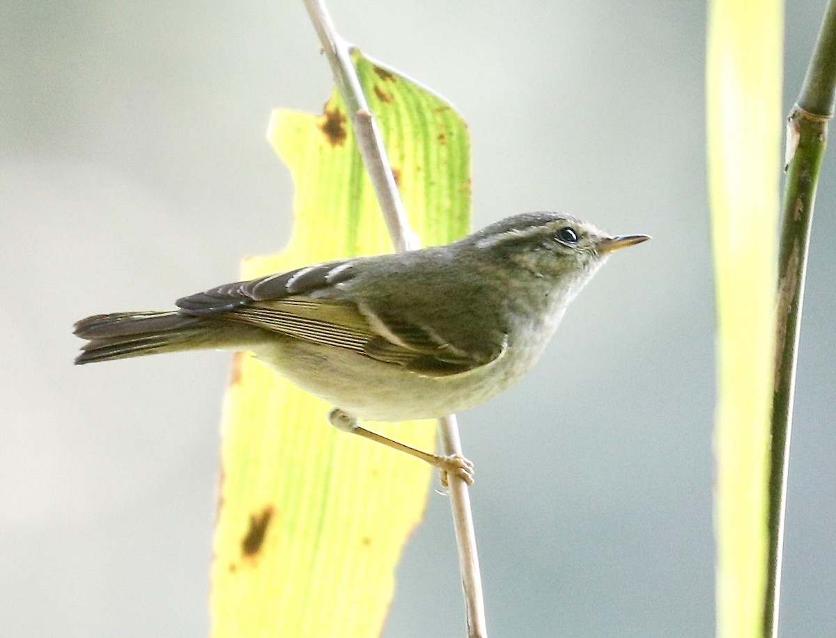 Yellow-browed Warbler - ML614841384