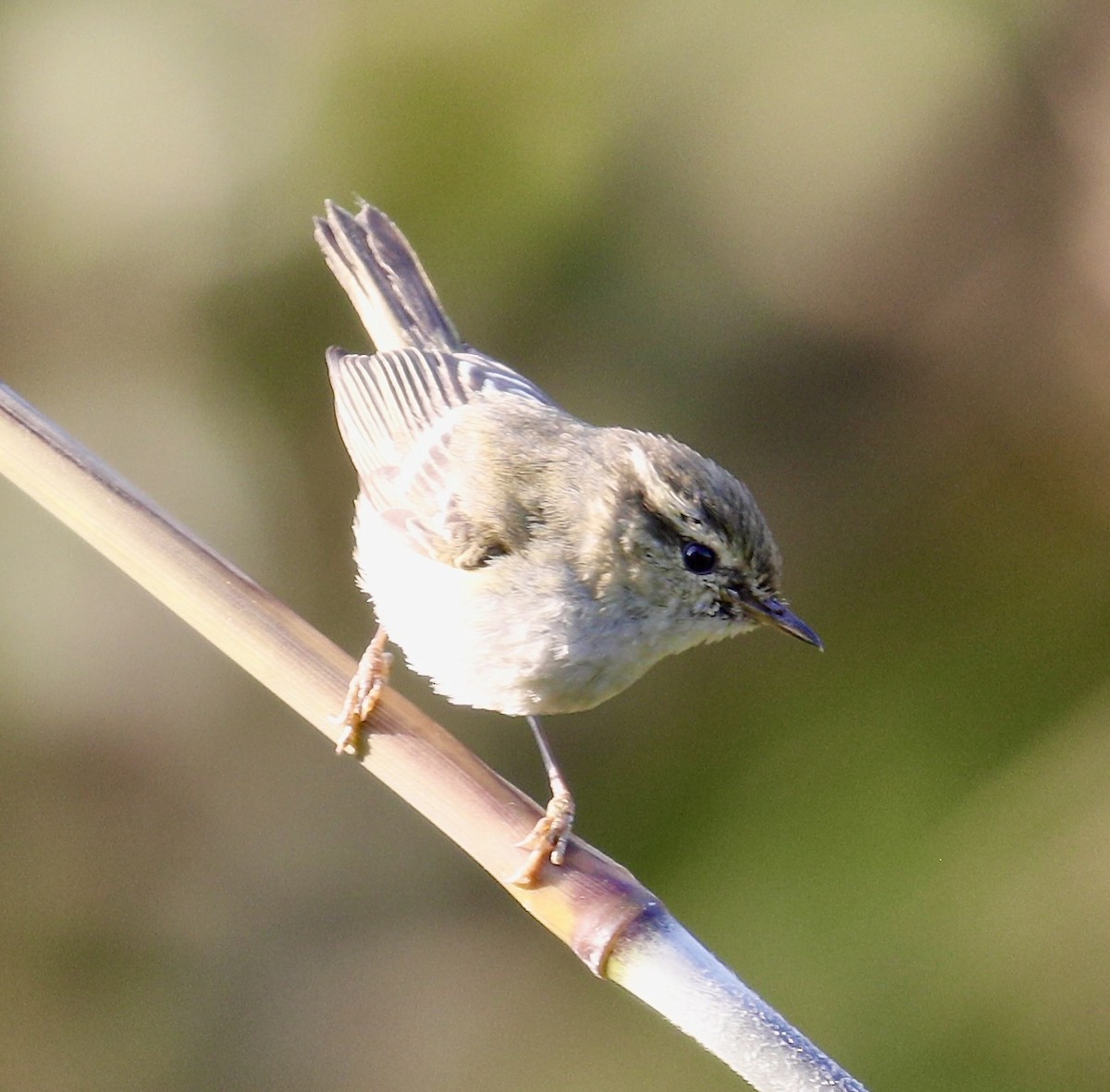 Yellow-browed Warbler - ML614841385