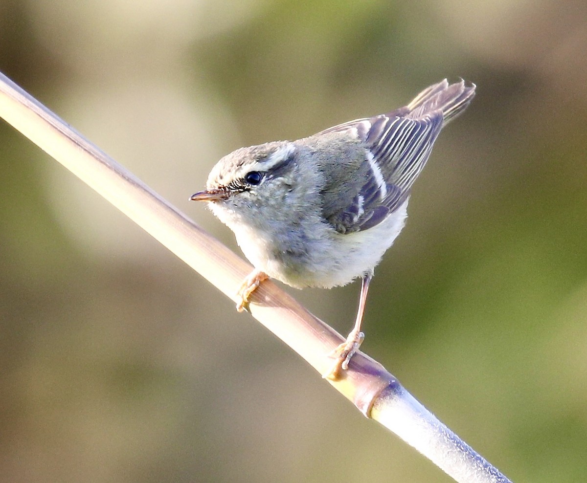 Yellow-browed Warbler - ML614841386