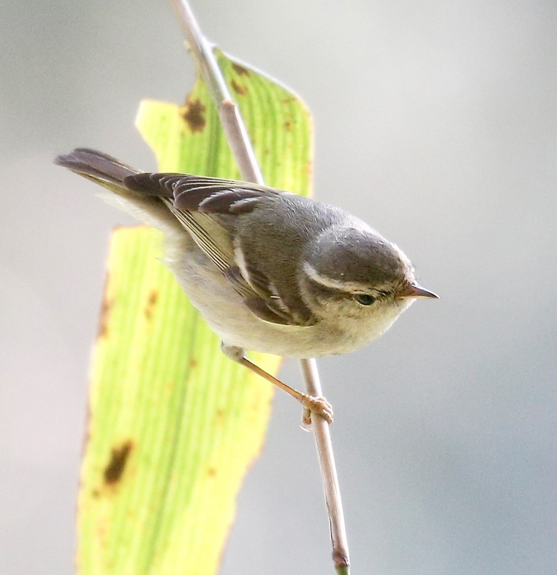 Yellow-browed Warbler - ML614841387