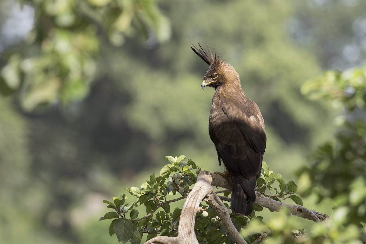 Long-crested Eagle - ML614841403