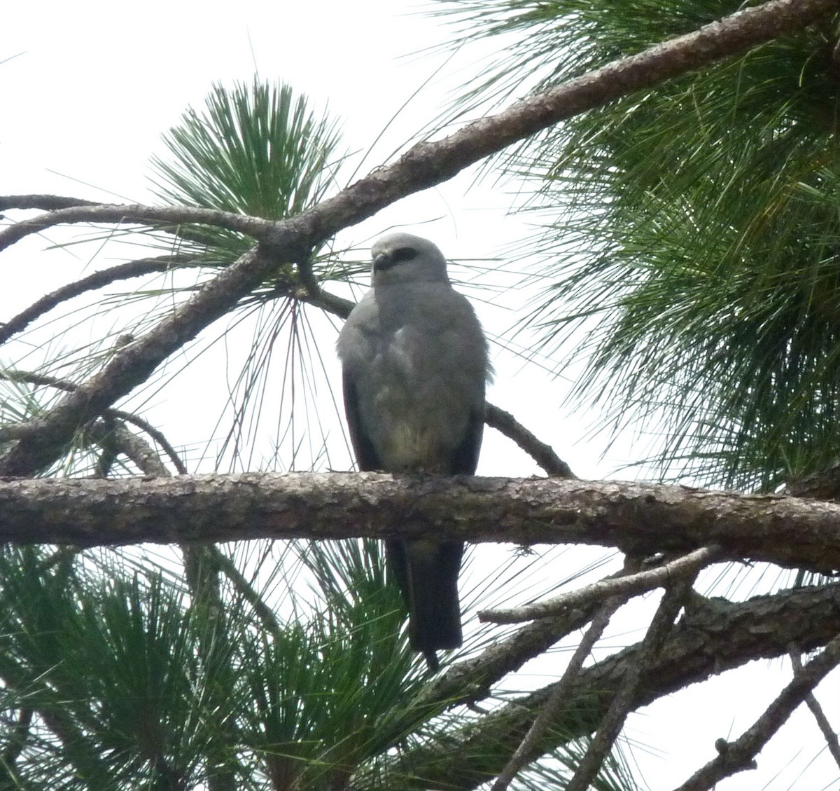 Mississippi Kite - ML61484141