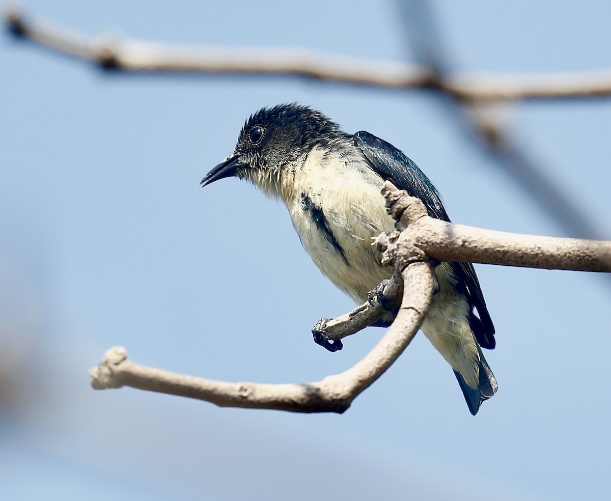 Cambodian Flowerpecker - ML614841416