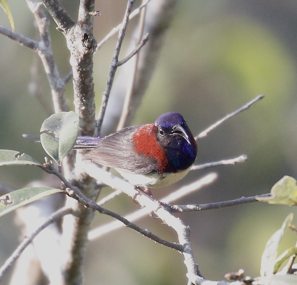 Black-throated Sunbird - ML614841427