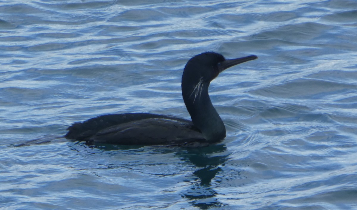 Brandt's Cormorant - ML614841502