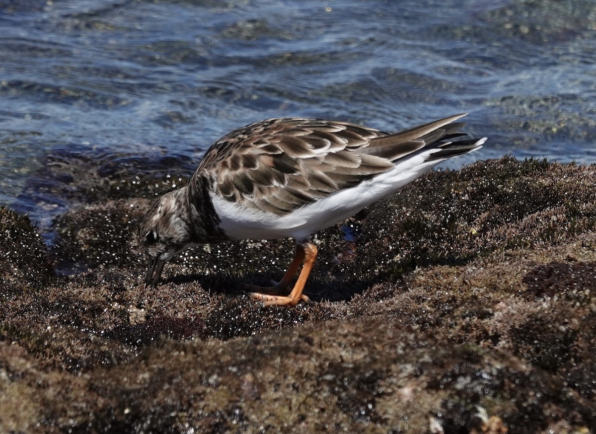 Ruddy Turnstone - ML614841513