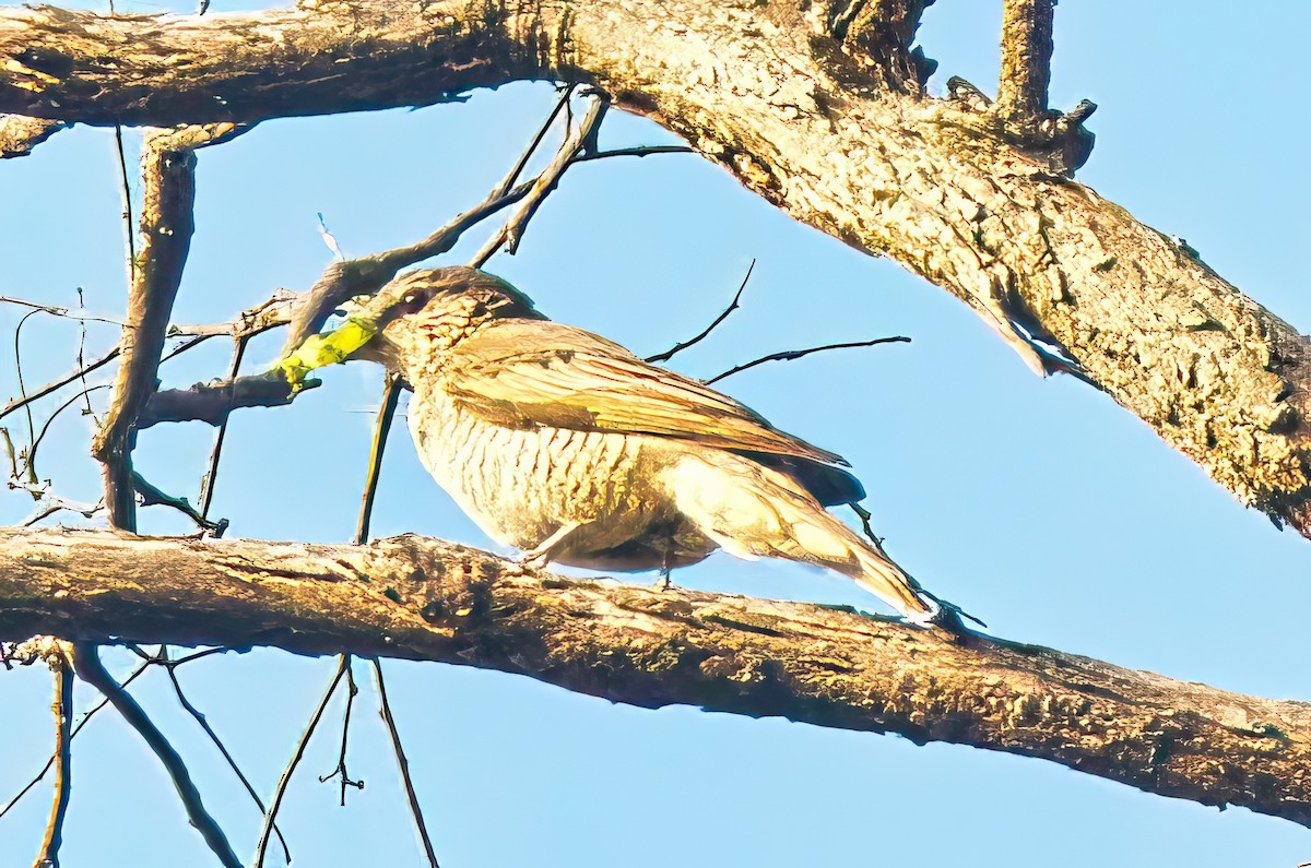 Common Cicadabird (Slender-billed) - ML614841517