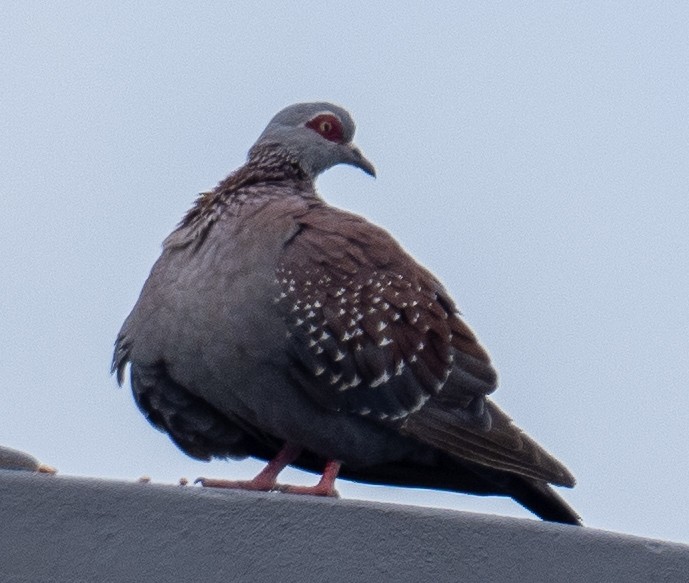 Speckled Pigeon - ML614841534