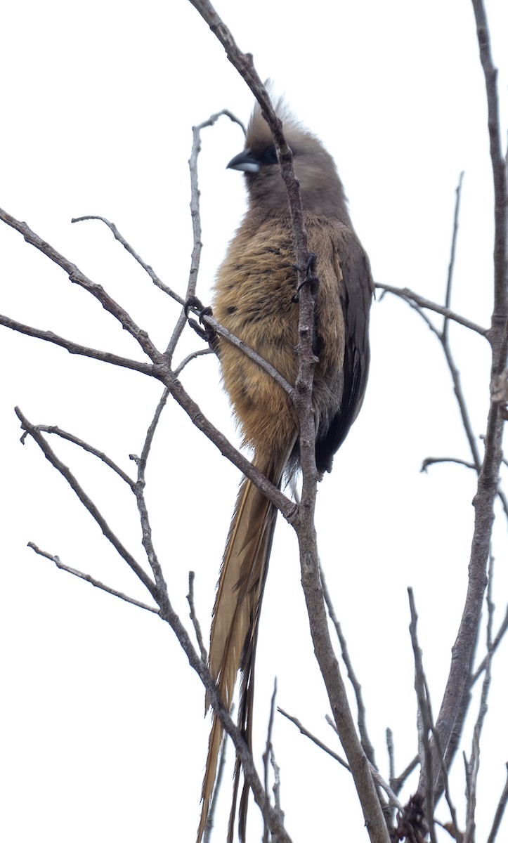 Speckled Mousebird - ML614841539