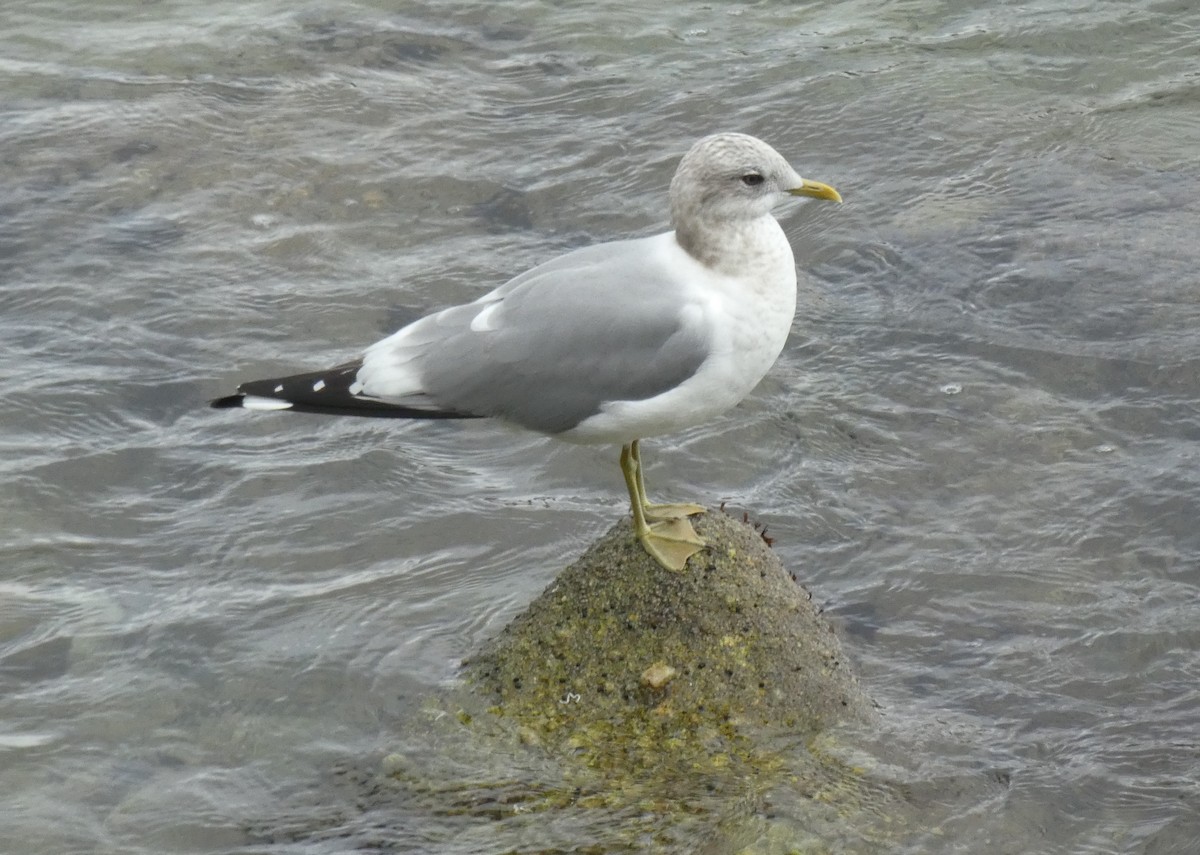 Short-billed Gull - ML614841557