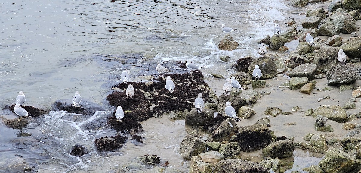 Short-billed Gull - ML614841558