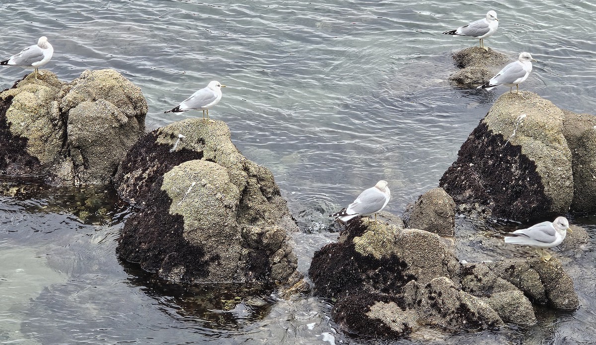 Short-billed Gull - ML614841559