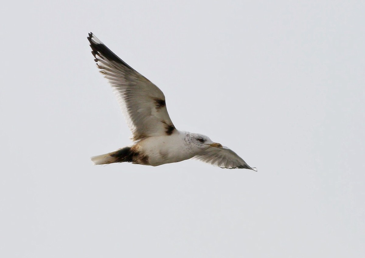 Common Gull - ML614841562