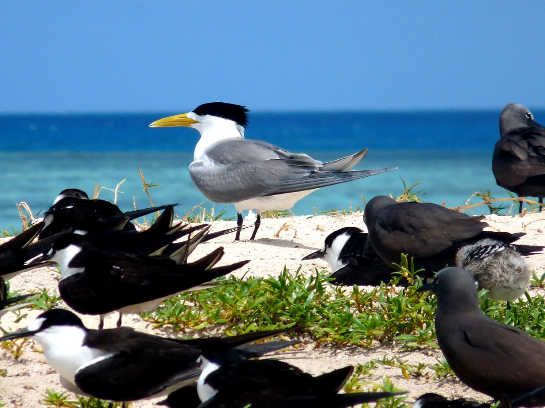 Great Crested Tern - ML614841605