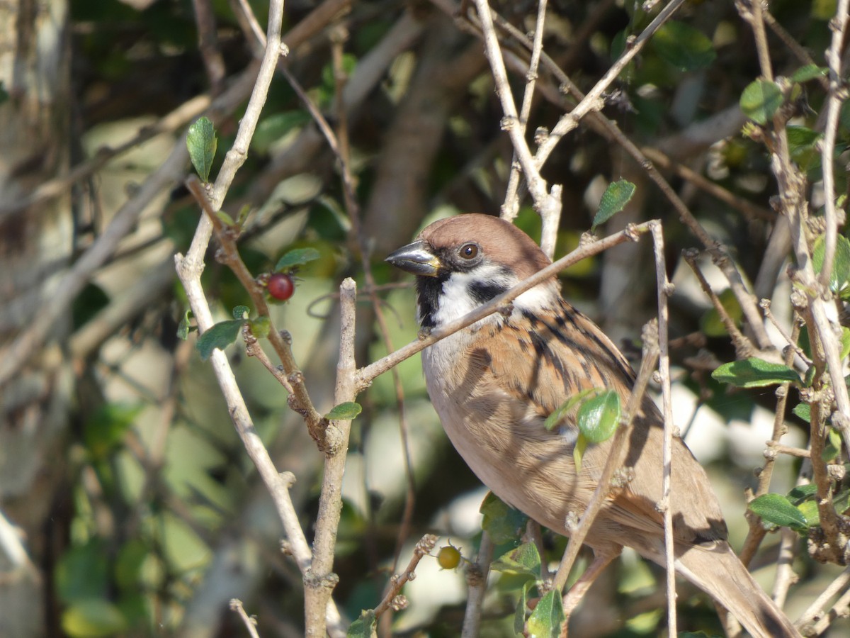 Eurasian Tree Sparrow - ML614841642