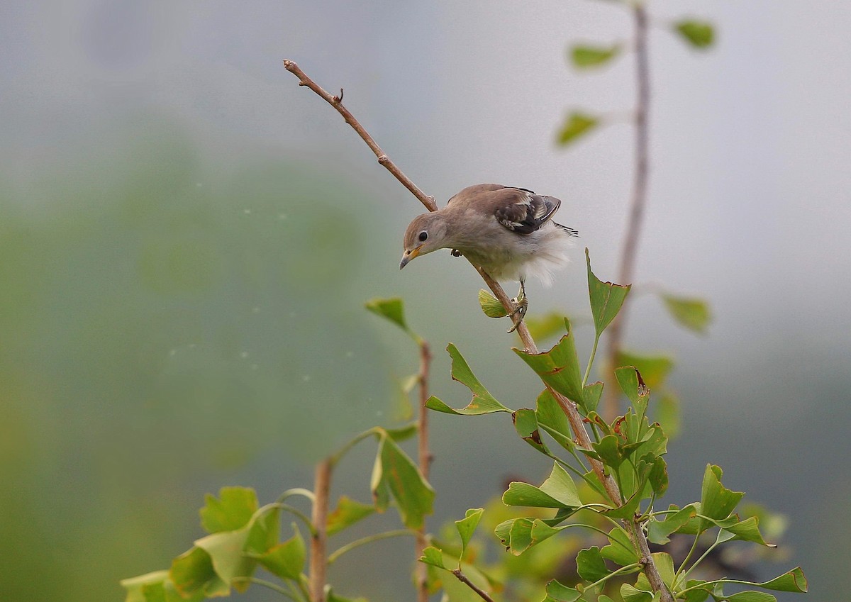 Daurian Starling - ML614841671