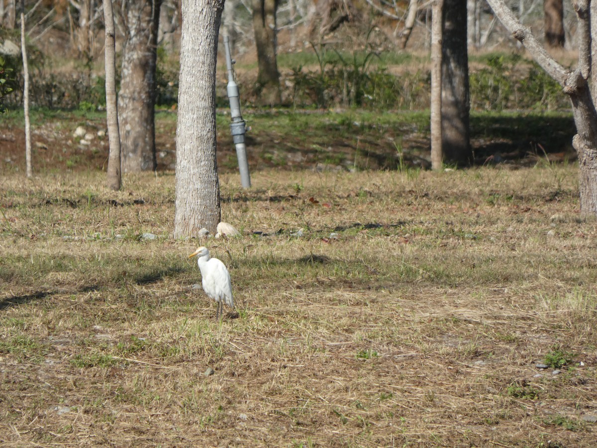 Eastern Cattle Egret - ML614841676